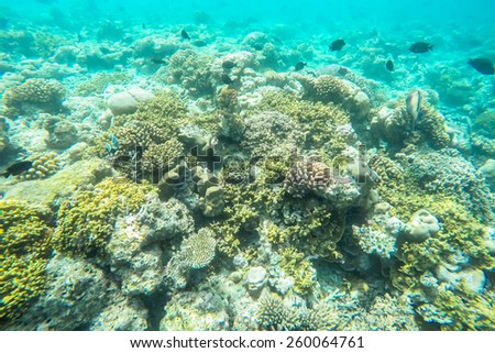 exotic marine life near Maldives island, tropical summer vacation concept
