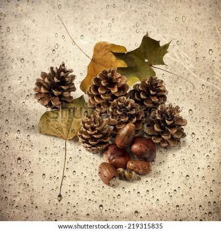 Pine cones and autumn leaves isolated on grungy background and water-drops