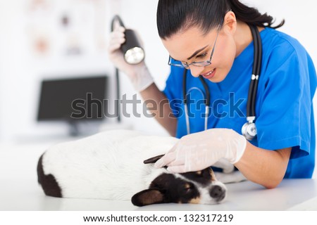 caring vet doctor checking pet dog ear using examining light