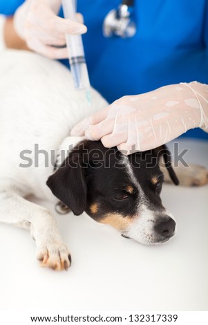 vet nurse injecting dog neck