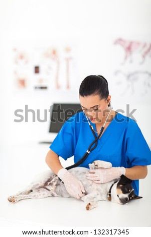 female veterinarian examining pet dog with stethoscope