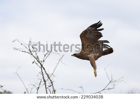 african hawk eagle in flight
