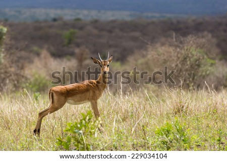 african young male impala in the bush