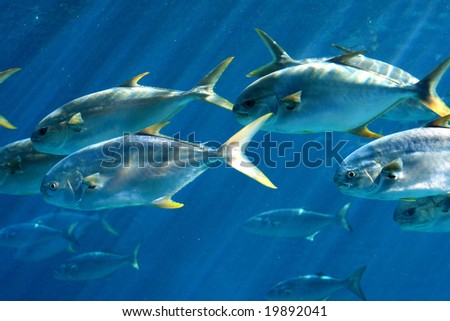 group of pompano fish