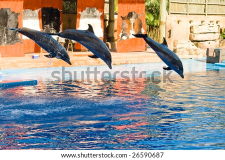 dolphins jump out of water