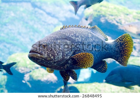 large cod fish