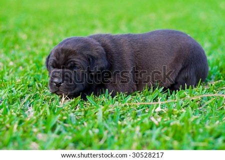 cute black chow puppy