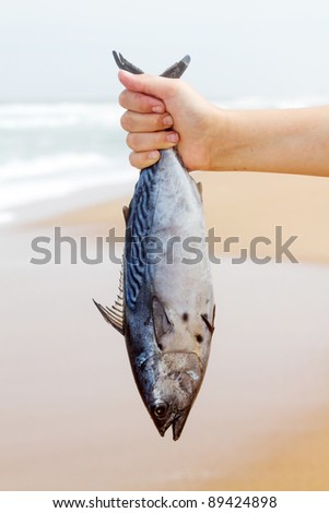 catch of the day, a hand holding a big fish on beach