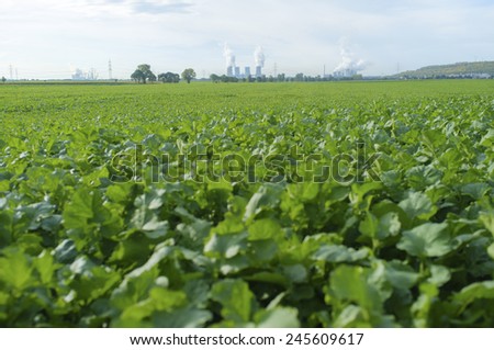 The blur foreground green vergetable field with nuclear power plant background.