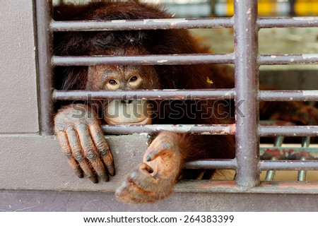 Lonely aged orangutan no freedom inside the cage