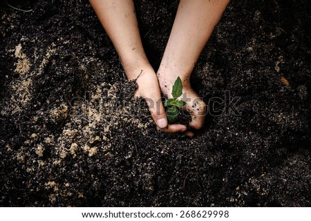 Seedling of young plant and soil in child hand protect