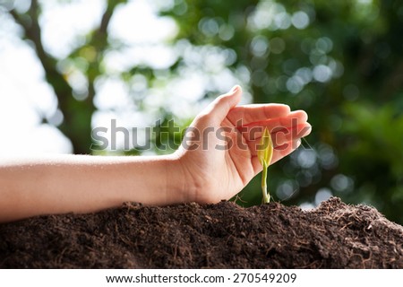 Young germinate seedling growing from the earth soil protect  by hand