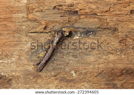 Thin focus on rust nail Old hard wood texture