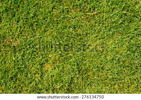 Green lawn grass in football field background