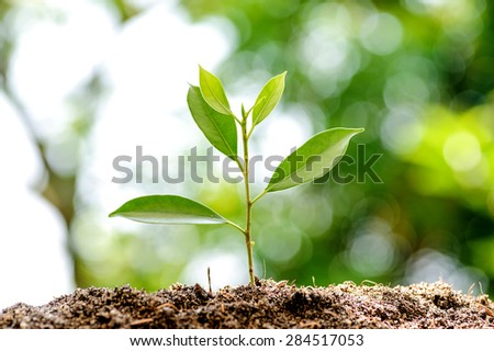 Young plant growing on soil with green bokeh background