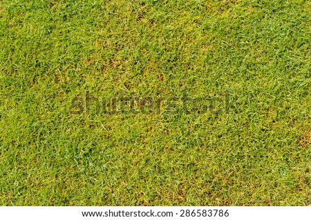 Green lawn grass in football field background
