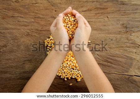 Close up yellow dry maize grain in child hand