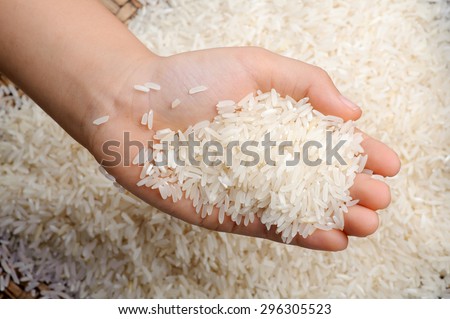 Close up white Jasmine rice variety is Thailand major variety for consumption  good smell and delicious in young kid hand.