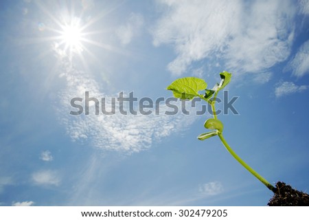 Close up Young seedling growing on black fertile soil with dew from raining on under blue sky white cloud against the sun light. Earth day concept