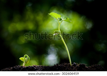 Close up two Young seedling growing on black fertile soil with dew from raining on green bokeh background. Earth day concept