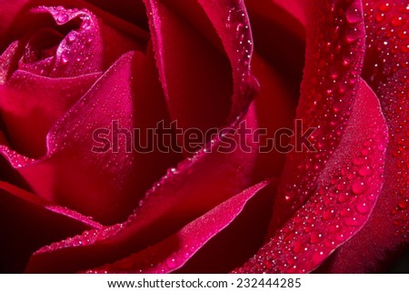 Photo of a red rose with dew drops on petals.