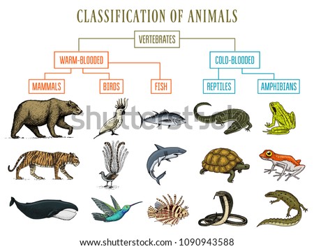 Classification of Animals. Reptiles amphibians mammals birds. Crocodile Fish Bear Tiger Whale Snake Frog. Education diagram of biology. Engraved hand drawn old vintage sketch. Chart of Wild creatures.