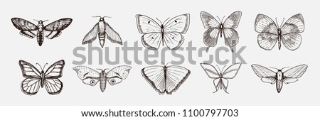 Collection of butterfly or wild moths insects. Mystical symbol or entomological of freedom. Engraved hand drawn vintage sketch for wedding card or logo. Vector illustration. Arthropod animals.