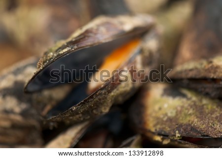 mussels roasted in the fire on a large tray