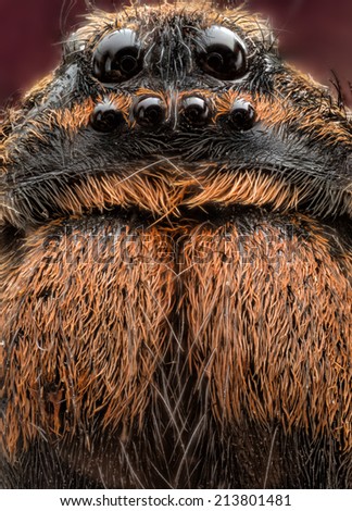 Spider face photographed close-up
