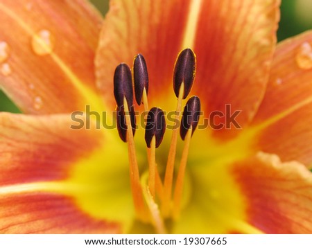 macro tiger lily on the artistic colour background