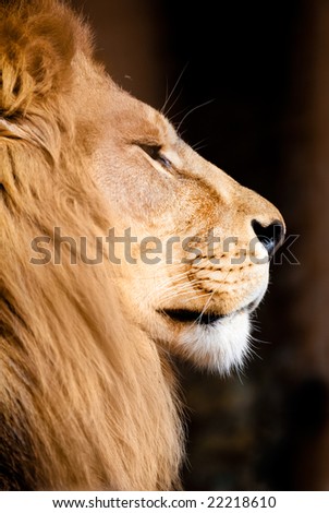 stock photo : picture of lion of high-res with an artistic background