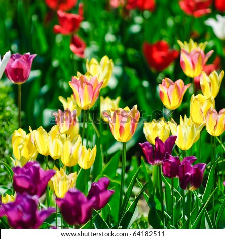 Collection Of Flowers