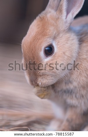 rabbit close up with a straw