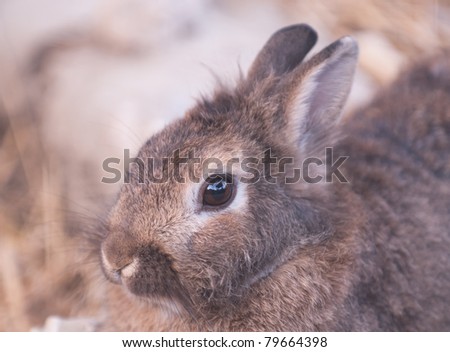 rabbit close up with a straw