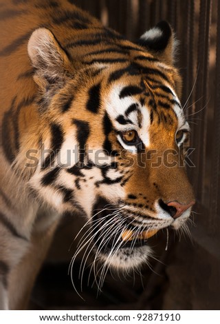 tiger hi res