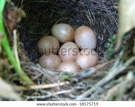 Seven eggs in the nest