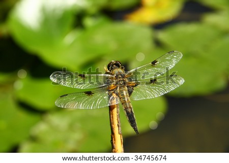 Nice detail of dragon fly