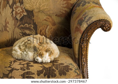 sofa antique sofa settee with old original tapestry upholstery old cat asleep isolated on white with clip path