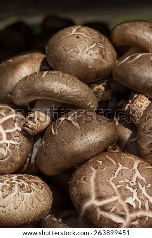Shiitake mushroom at a farmers market in Seoul korea