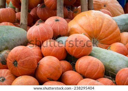 giant pumpkins at jim thompson farm in thailand