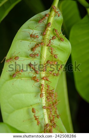 Ants on mango leaves
