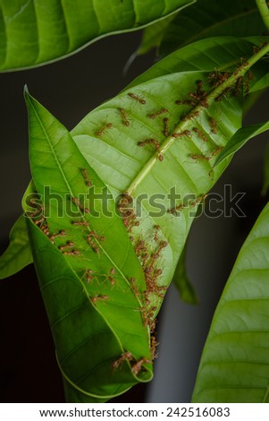 Ants on mango leaves