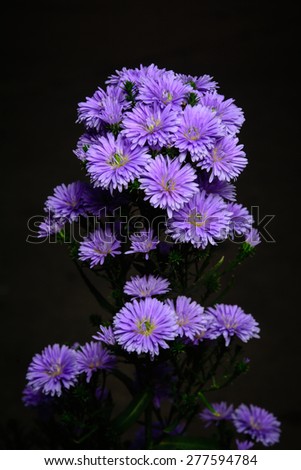 Violet Cutter Flowers