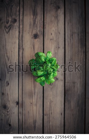 Organic basil plant in the basket on the wooden table