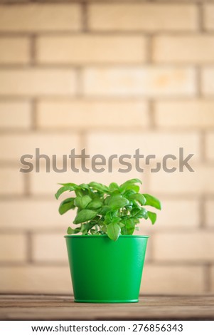 Basil plant in a pot