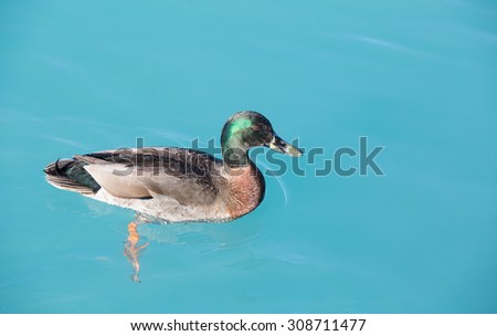 Mallard Duck with clipping path. Colourful mallard duck isolated