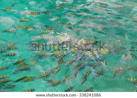 Tropical Fish fighting for bread, Pileh Lagoon, Ko Phi Phi Lee