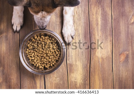 Bowl of dry kibble dog food and dog\'s paws and neb over grunge wooden floor