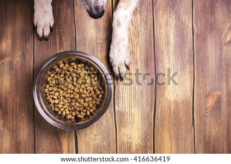 Bowl of dry kibble dog food and dog\'s paws and neb over grunge wooden floor
