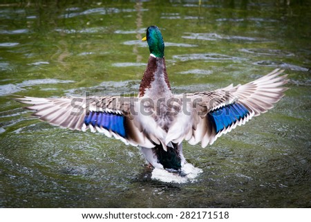 Duck Showing off Beautiful Patterned Wings over Water